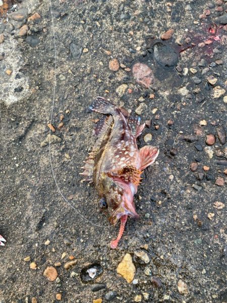 キジハタ好調中