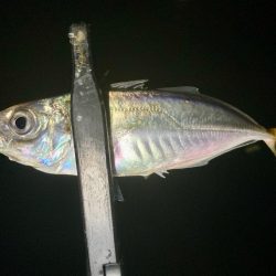 ゴミだらけの底にアジは居る!