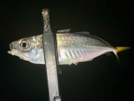 ゴミだらけの底にアジは居る!