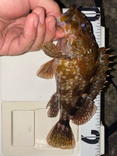 ガシラ入れ食い