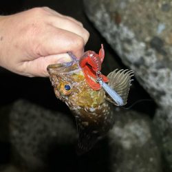 ロックフィッシング