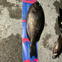 魚津港フカセ夜釣り