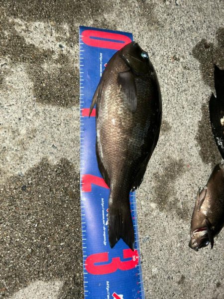 魚津港フカセ夜釣り