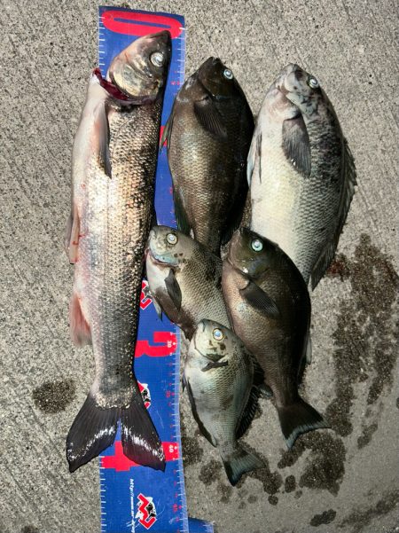 魚津港フカセ夜釣り