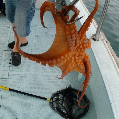 船タコぼちぼち