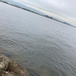 ⭐︎泉タコ人気