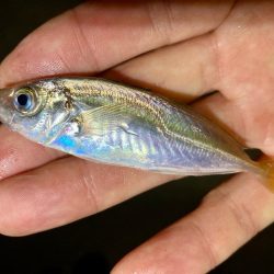 中アジとミニマム極豆!笑笑