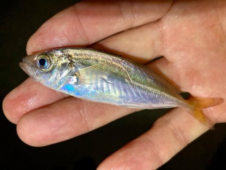 中アジとミニマム極豆!笑笑