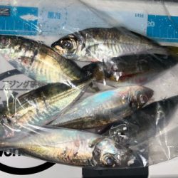 湾奥調査続行中