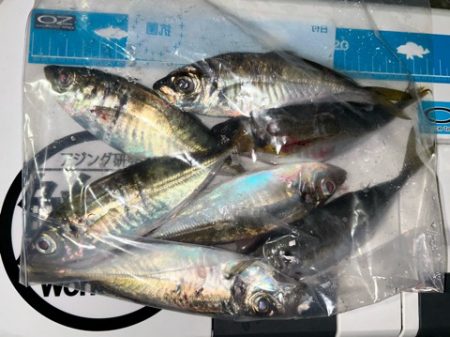 湾奥調査続行中