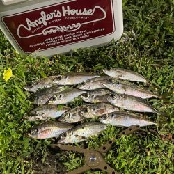 ジグ単de〜アジング♪考えすぎ?