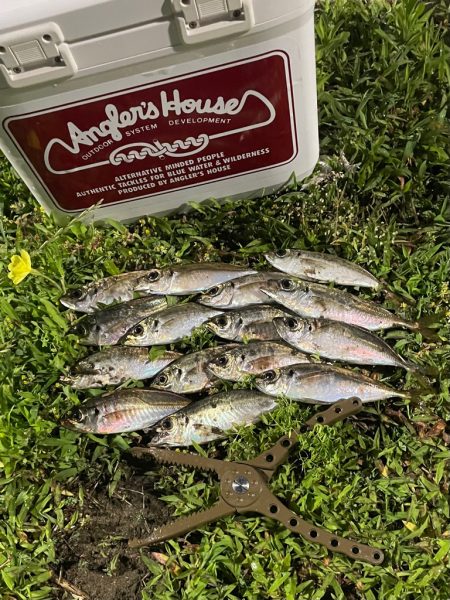 ジグ単de〜アジング♪考えすぎ？