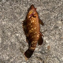 尺キジハタ連発