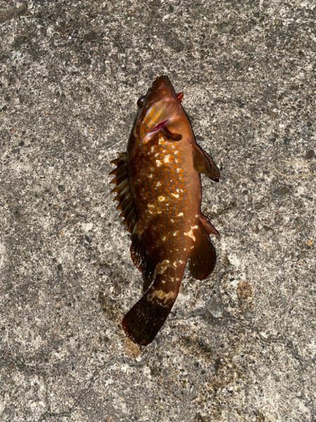 尺キジハタ連発