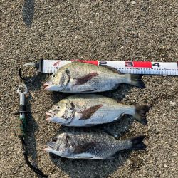 波止チヌ フカセ釣り