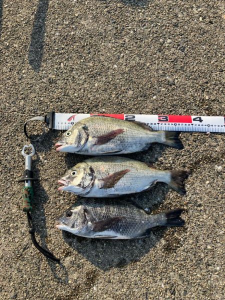 波止チヌ フカセ釣り