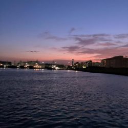 コノシロが12cmルアーを食ってきた