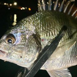 今夜も中アジ探しにGO‼︎