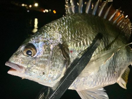 今夜も中アジ探しにGO‼︎