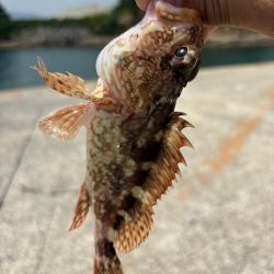 ガシラ(アラカブ)③