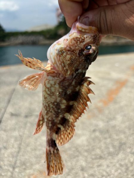 ガシラ(アラカブ)③