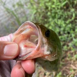 ライトリグで何とか