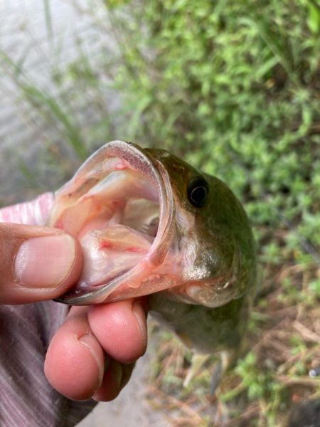 ライトリグで何とか