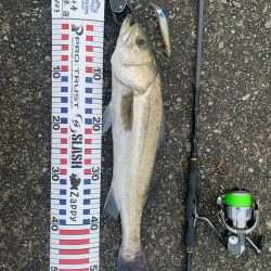 今年初シーバス