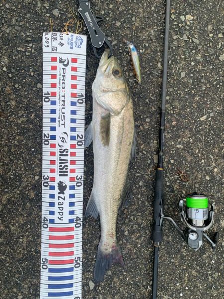 今年初シーバス