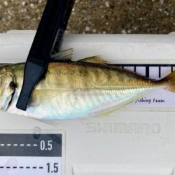 キビレの活性MAX‼️