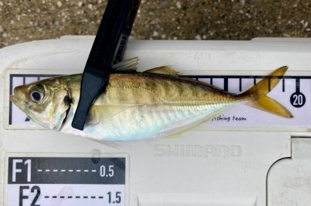 キビレの活性MAX‼…