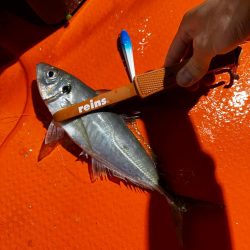 白イカ・アジ釣行