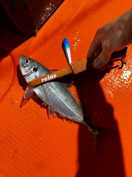 白イカ・アジ釣行