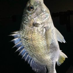 アジング中毒〜笑笑 ほぼ毎晩!