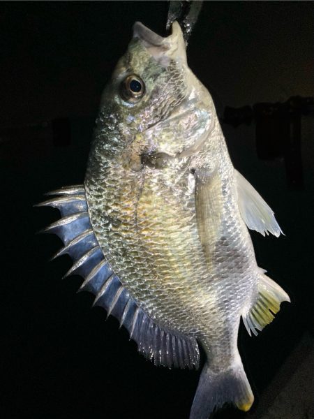 アジング中毒〜笑笑 ほぼ毎晩!