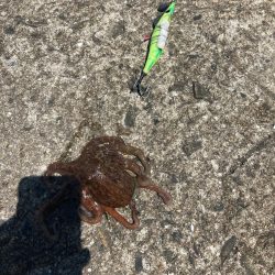 ⭐️新子ばっかり