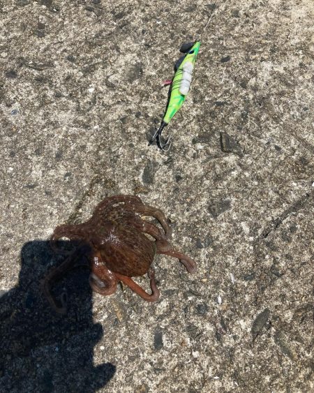 ⭐️新子ばっかり