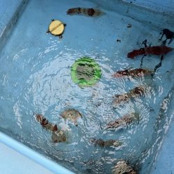 釣果イマイチだけど型良し混ざり