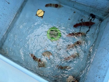 釣果イマイチだけど型良し混ざり