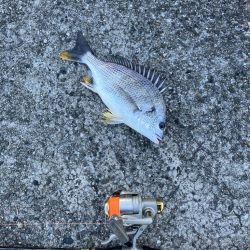 エビ撒きでハネ釣り