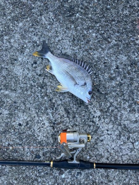 エビ撒きでハネ釣り