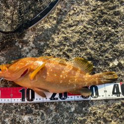 やっとまともに釣れた