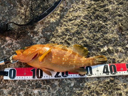 やっとまともに釣れた