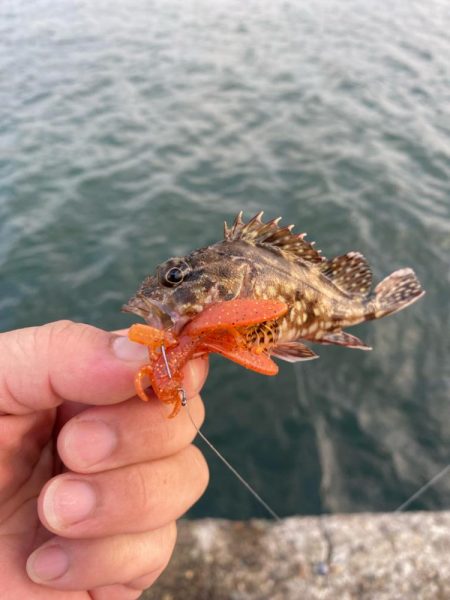 尺に届かずキジハタ