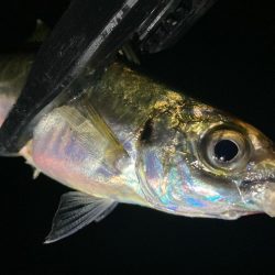 中アジ探しに！