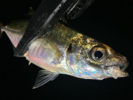 中アジ探しに！