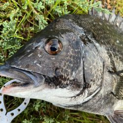 底物釣りでチヌやガシラ釣れましたや
