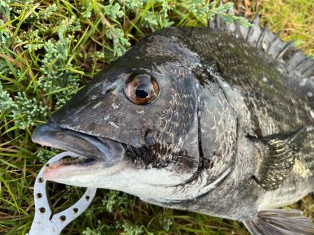 底物釣りでチヌやガシラ釣れましたや