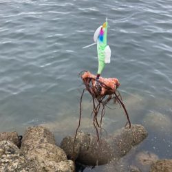 ⭐︎モーニングタコ