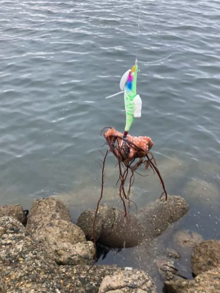 ⭐︎モーニングタコ